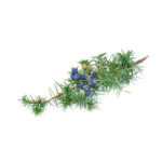 juniper berries