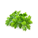 fresh coriander