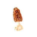 morels