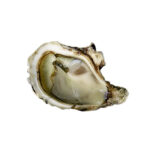 oyster